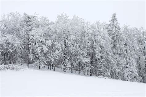 Snow Covered Forest Free Stock Photo - Public Domain Pictures