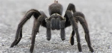 Tarantulas - Tarantula Friendly