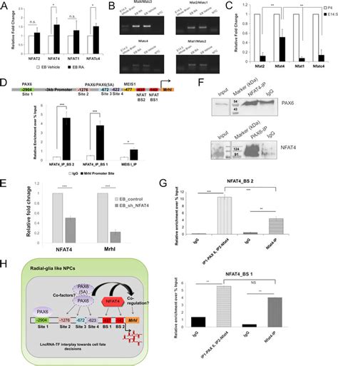 Nfat Regulates Mrhl And Binds To Its Promoter In Association With