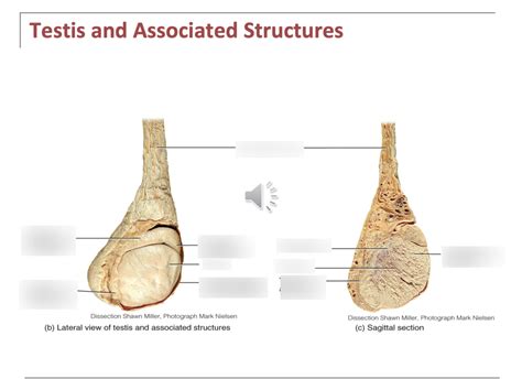 Testes And Associated Structures Diagram Quizlet