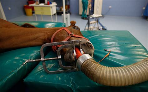 FOTOS Hospital para cavalos de corrida em Istambul fotos em Ciência