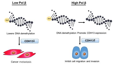 Dna Polymerase Beta Modulates Cancer Progression Via Gene Expression Regulation Cancer Community