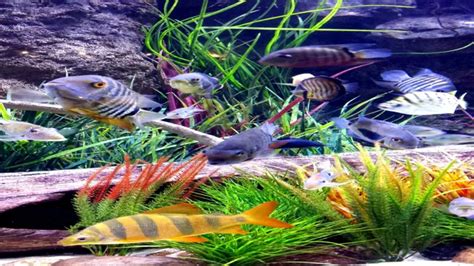 How To Keep Your Aquarium Crystal Clear Tips And Tricks For Clear Water