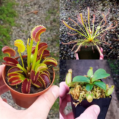 Carnivorous Plant Beginner Collection | Live Carnivorous Plants