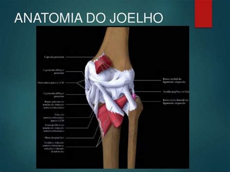 Anatomia Joelho