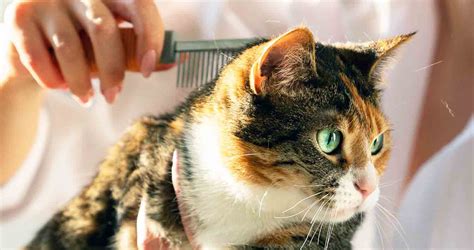 6 Best Tools For Matted Cat Hair - We Love Cats and Kittens