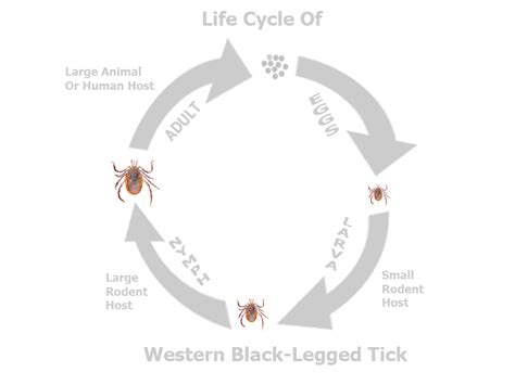 Ticks Life Cycle Stages