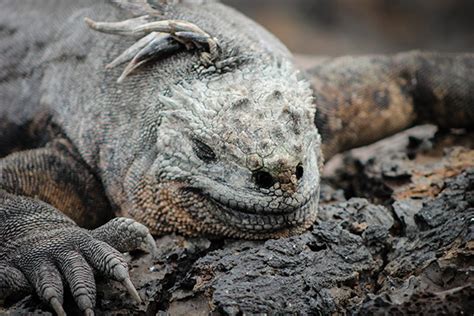 Fauna silvestre al viajar por las Islas Galápagos ...