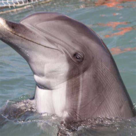 Dolphin Vaquita Rescue Plan Goes into Action- Rocky Point 360