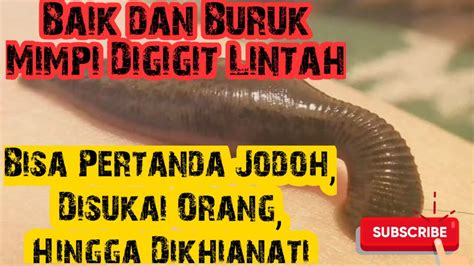 Tidak Buruk Arti Mimpi Digigit Lindah Arti Mimpi Digigit Lintah