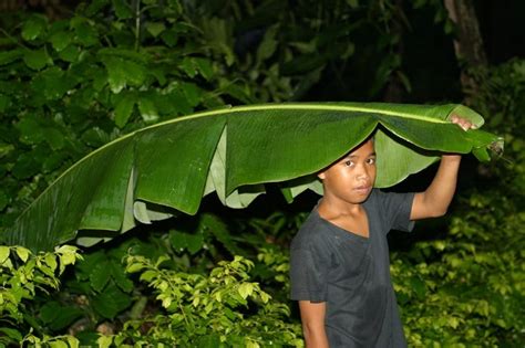 Banana Leaf Umbrella