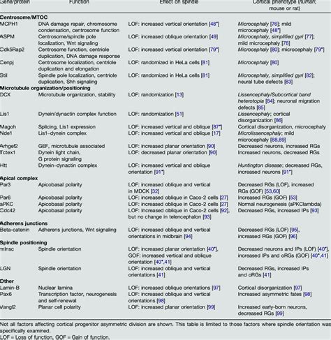 Regulators Of Spindle Orientation And Their Phenotypes In The Neocortex