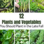 12 Vegetables To Plant In The Late Fall For A Full Table DIY Crafts