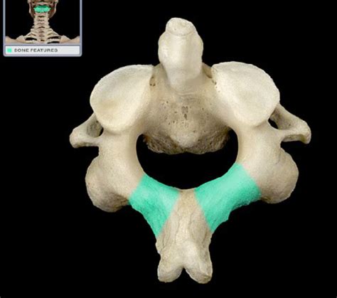 Vertebral Column And Ribs Flashcards Quizlet