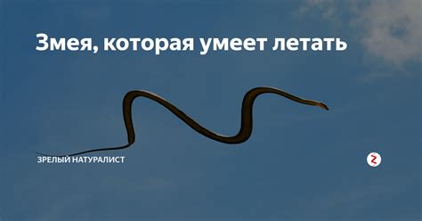 Змея, которая умеет летать | Кафедра дядюшки Почему | Дзен