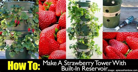 How To Make A Strawberry Tower With Built In Reservoir