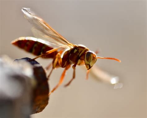 European Hornet Queen vs. Worker - Innovative Pest Solutions