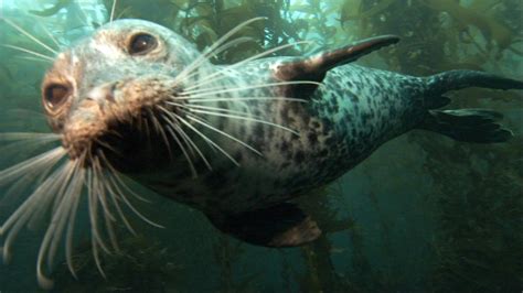 Antibiotic Resistance Of Bacteria In Two Marine Mammal Species Harbor