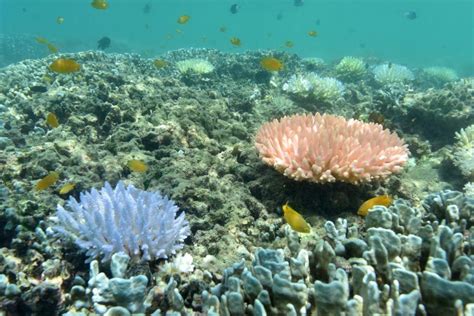 Great Barrier Reef Close Up Pictures Show Stark Effects Of Coral