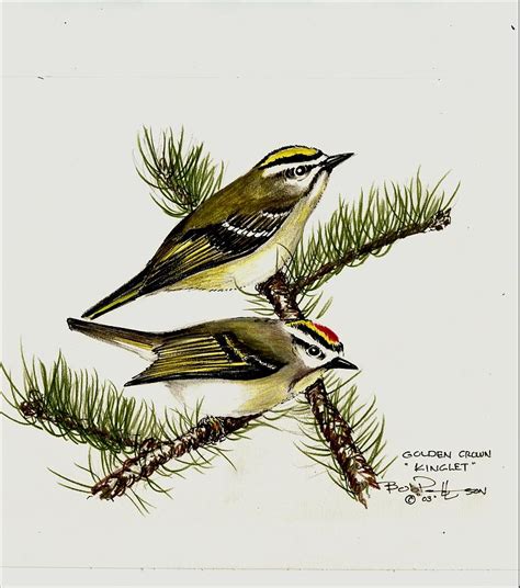 Golden Crown Kinglet Painting By Bob Patterson Fine Art America