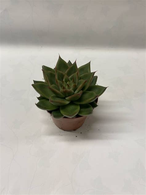 Echeveria Ebony Green Mil Y Pico Plantas