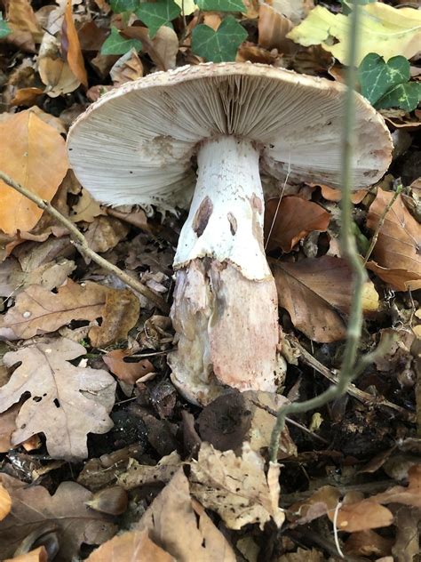 Perlpilz Amanita Rubescens Perlpilz Amanita Rubescens Flickr