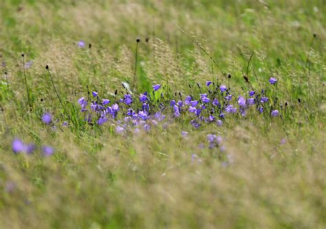 Wiesen Glockenblume Campanula Patula Roland Mandel Flickr