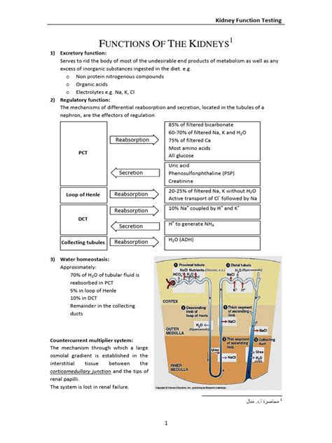 Kidney Functions | PDF | Kidney | Creatinine