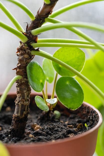 Premium Photo Closeup Of Sprout Of Pilea Peperomioides Or Pancake