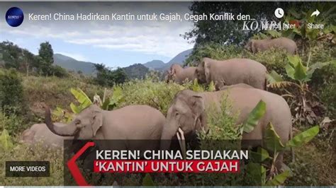 China Bikin Kantin Gajah Diklaim Ampuh Cegah Konflik Dengan Manusia