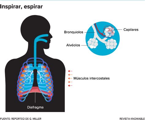 Qué ocurre en el cerebro cuando uno respira