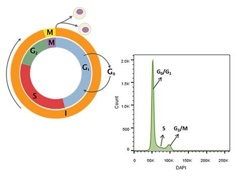 DNA Content Ploidy Analysis