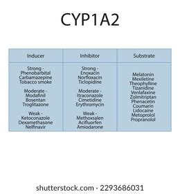 Cytochrome Cyp A Table Inhibitors Inducers Substrates Stock Vector