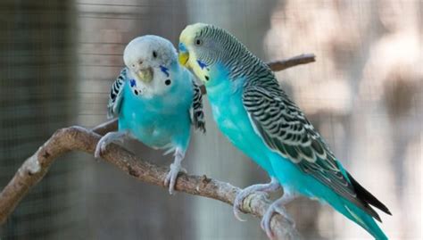 7 Common Breeding Problems in Birds