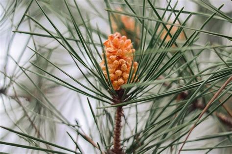 100 Free Flowering Pine Tree And Tree Images Pixabay
