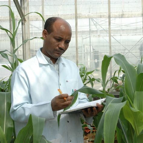 What Kenyas Position On Genetically Modified Crops Means For East