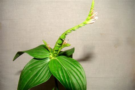 Spigelia Anthelmia Eflora Of India