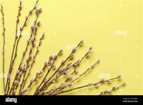 Pussy Willow Twigs On Yellow Background Stock Photo Alamy