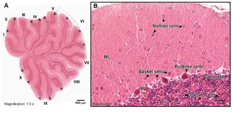 Purkinje Cells Histology