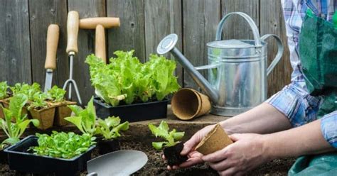 Horta Caseira Aprenda Como Montar A Sua