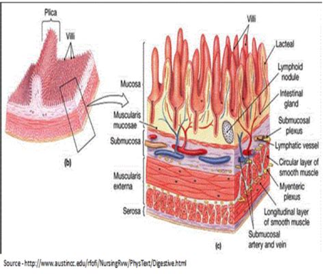 Stomach Histology Flashcards Quizlet