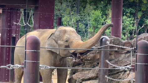 凄い力でタイヤを引っ張って遊ぶスーリヤさん🐘😄 7月14日 上野動物園 Youtube