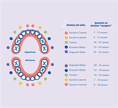 Confira Essa Lista Qual O Ultimo Dente A Nascer Perfecto