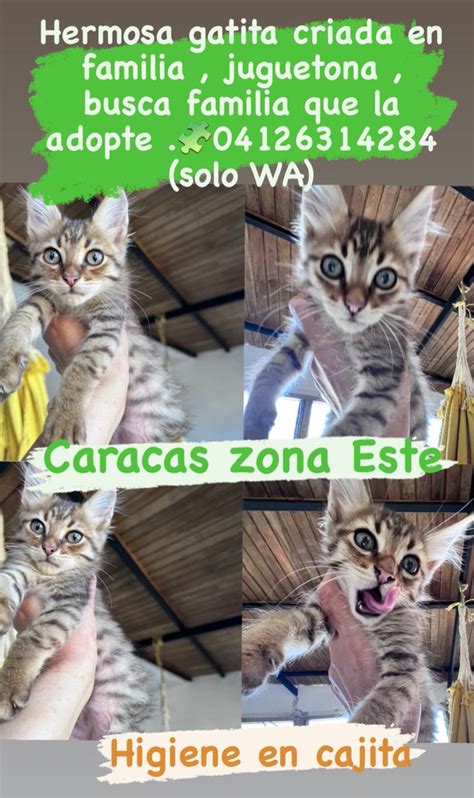 Yara Calcagno On Twitter Difundo En Adopci N Hermosa Gatita De