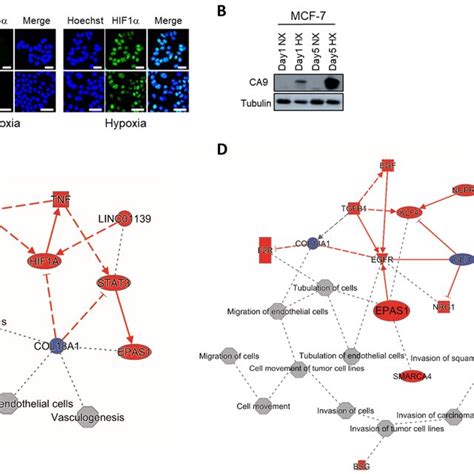 Acute And Chronic Hypoxia In Mcf 7 Breast Cancer Cell Line Mcf 7 Cells Download Scientific