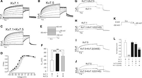 Figure 2 From Functional Assembly Of Kv7 1 Kv7 5 Channels With Emerging