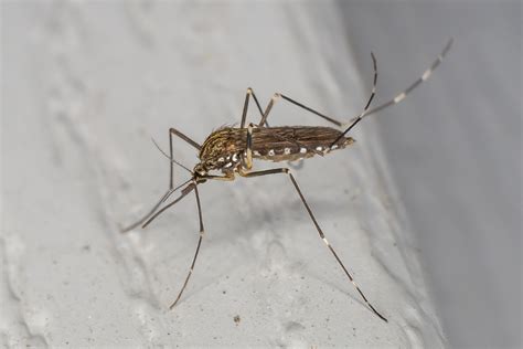 Aedes Vexans Wallpapers Wallpaper Cave
