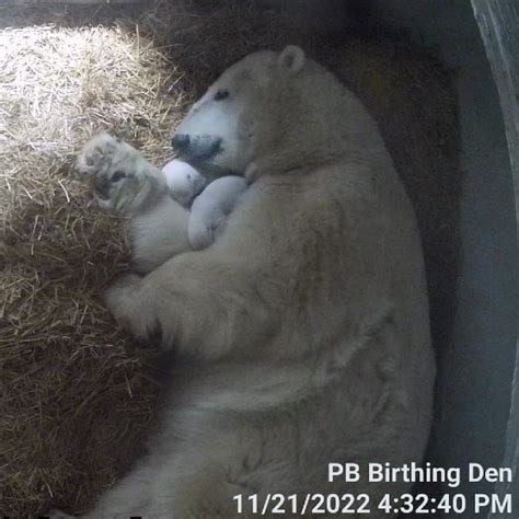 Twin Polar Bear Cubs Are Born at the Toledo Zoo