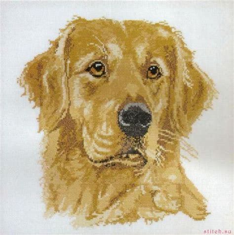 голден ретривер - Поиск в Google | Golden retriever, Dog pattern, Cross ...