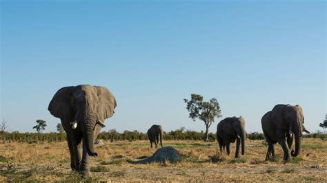 Afrique Du Sud Une Réserve Pour Protéger Les éléphants